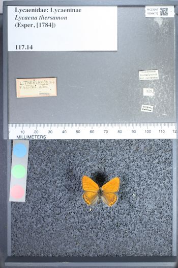 Media type: image;   Entomology 64772